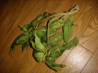 DSC05117.JPG
