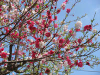 DSC05178.JPG