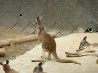 DSC05251.JPG