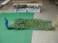 DSC05346.JPG