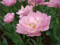 DSC05441.JPG