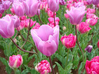 DSC05451.JPG
