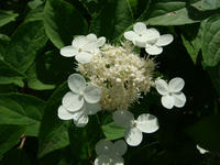 DSC06372.JPG