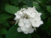 DSC06375.JPG