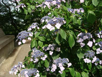 DSC06377.JPG