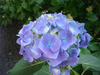 DSC06378.JPG