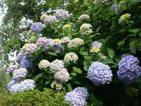 DSC06392.JPG