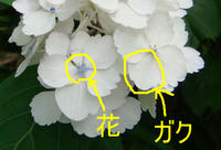 DSC06375.jpg