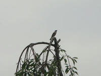DSC06434.JPG