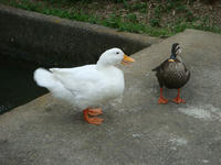 DSC06448.JPG