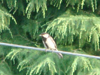 DSC06606.JPG