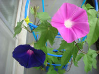 DSC06775.JPG