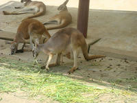 DSC06820.JPG