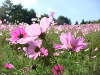 DSC08236.JPG