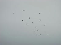 DSC08333.JPG