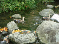 DSC08382.JPG