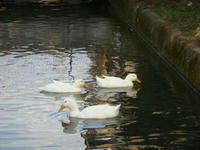 DSC09012.JPG