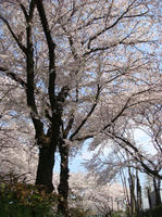 DSC00287.JPG
