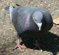 DSC00388a.jpg