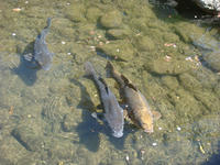 DSC00396.JPG