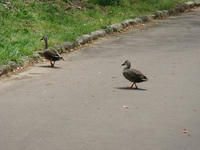 DSC00545.JPG