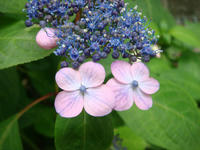 DSC00900.JPG