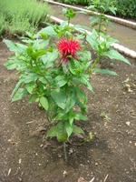 DSC01169.JPG
