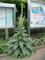 DSC01176.JPG
