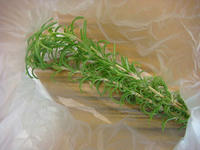 DSC03332.JPG