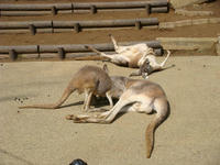 DSC03443.JPG