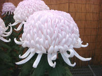 DSC04202.JPG