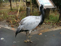 DSC04316.JPG