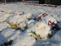 DSC05307.JPG