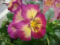 DSC05939.JPG