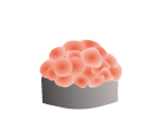 sushi.png