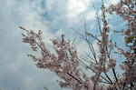 sakura.jpg