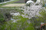 sakura2.jpg