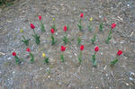 tulip.jpg