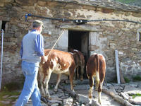 Vitelli.JPG
