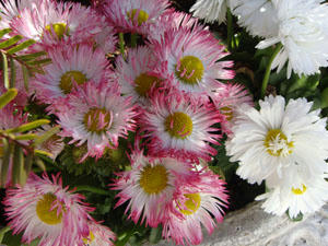 DSC00296.JPG