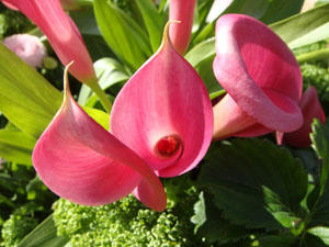 DSC00300.JPG