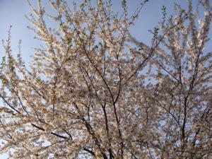 DSC00527.jpg