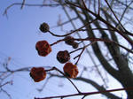 6m_nanakamado070331i_u1.jpg