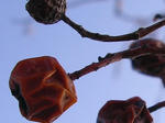 6m_nanakamado070331i_u2.jpg
