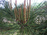 6matu070519b_u1.jpg