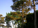 6matu070603a_u1.jpg