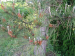 6matu070603b_u1.jpg