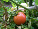 6mi_3tomato070816e_u1.jpg