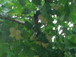 6mi_ginnan_icho070822d_u1.jpg