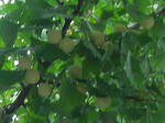 6mi_ginnan_icho070822d_u2.jpg